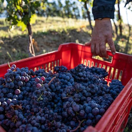 Agriturismo Antichi Poderi Gallina Neive Luaran gambar