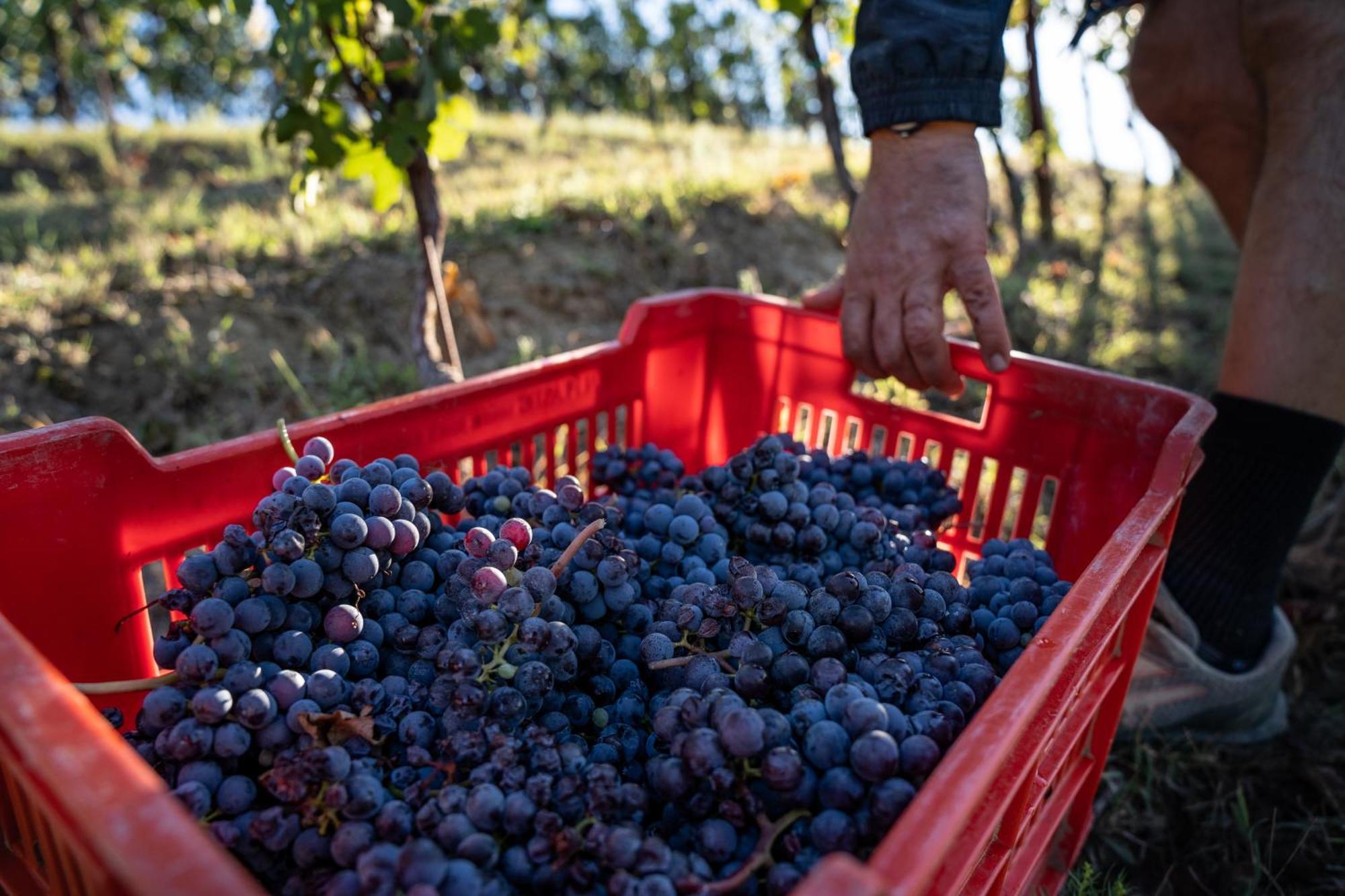 Agriturismo Antichi Poderi Gallina Neive Luaran gambar